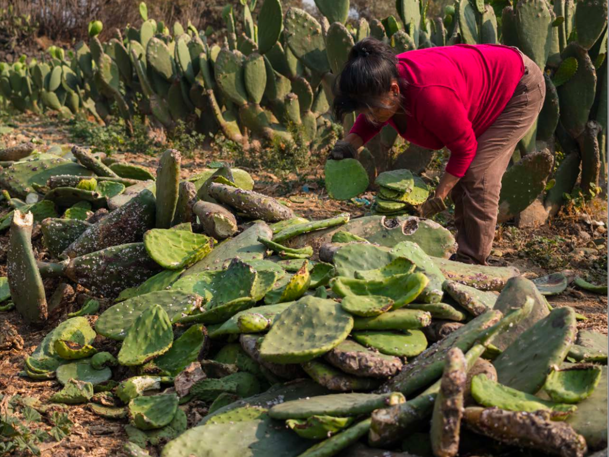 12. México Justo (Reporte para Oxfam&nbsp;México)