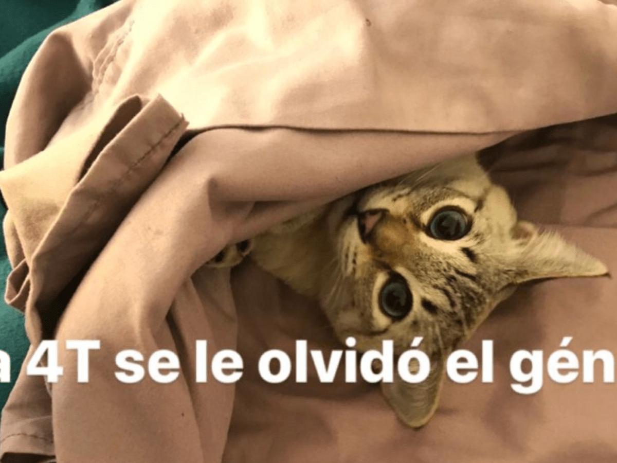 62. A la 4T se le olvidó el género&nbsp;(Blog)