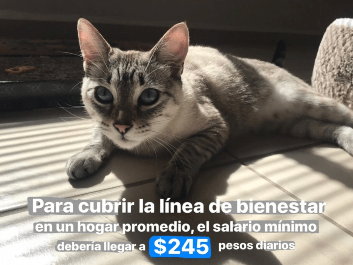 61. El nuevo salario mínimo, un análisis de #GatitosContraLaDesigualdad (Blog)